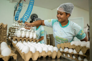 Imagem da notícia - Produção de ovos e de macaxeira é impulsionada com a pavimentação de ramais em Manacapuru
